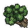 Ash Tree