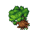 Birch Tree