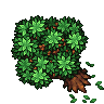 Chestnut Tree