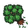 Olive Tree