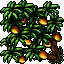 Mango Tree